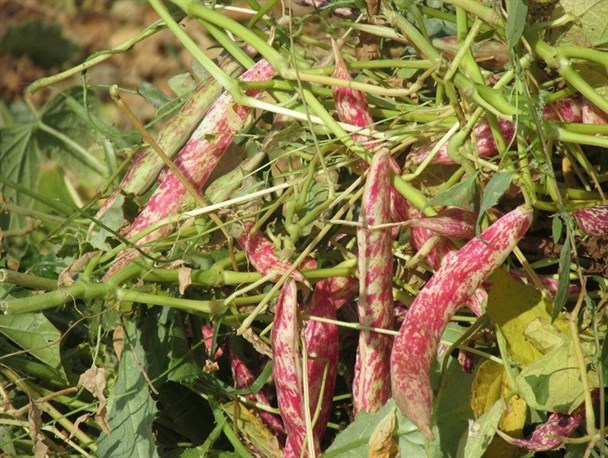 برداشت لوبیا از مزارع شهرستان خمین+تصاویر