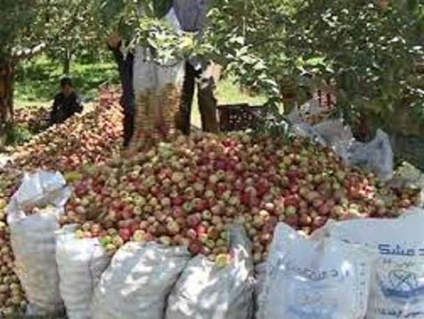 تیشه محرومیت بر پای درختان سیب مشگین‌شهر!