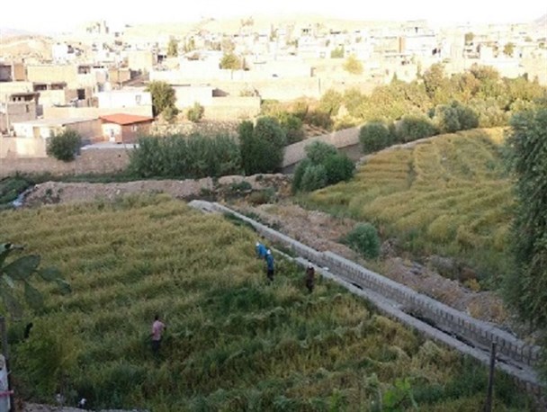 برداشت برنج در سطح 120 هکتار از شالیزارهای آبدانان آغاز شد