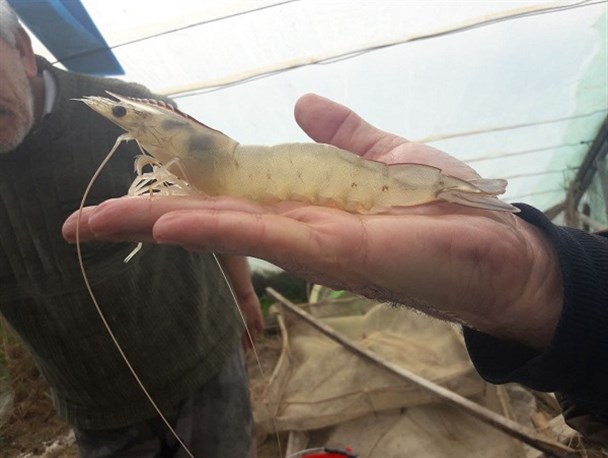 عاقبت «وانامی» در سواحل خزر/ تاثیر معاهده شانگ‎های بر صنعت میگوی گلستان