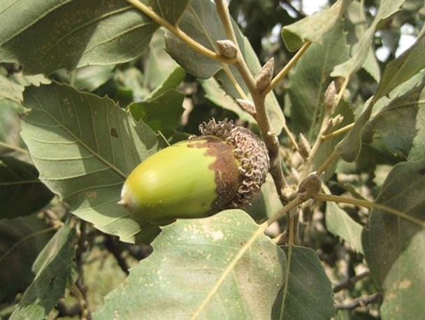 آتش به جان جنگل‌های بلوط کهگیلویه و بویراحمد افتاد