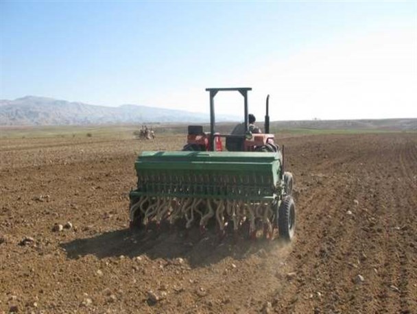 ۳۰۷ هزار هکتار از اراضی استان زنجان زیر کشت گندم می‌رود/ ۹ هزار تن بذر گواهی شده گندم تامین شد