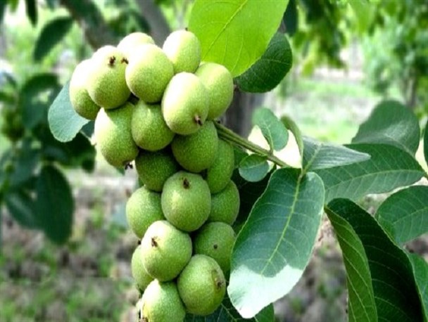 تولید نهال پیوندی گردو با باردهی دوبرابری و مقاوم در برابر سرما و خشکسالی در جهاددانشگاهی بجنورد