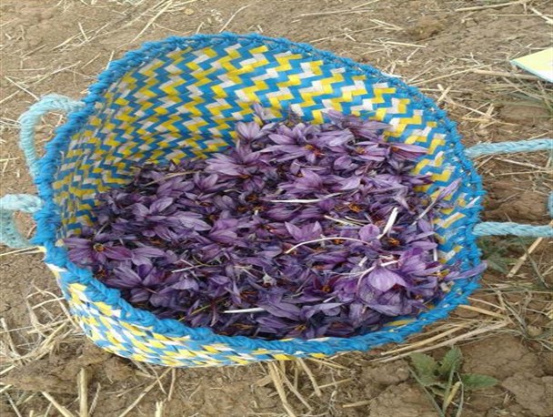 کشت زعفران در سطح سه هکتار از اراضی اسدآباد