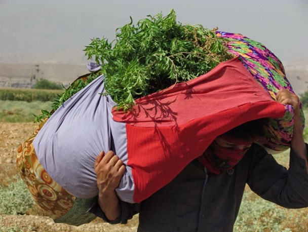 رنج کشاورز گچسارانی برای تولید بهترین نوشیدنی جهان+تصاویر