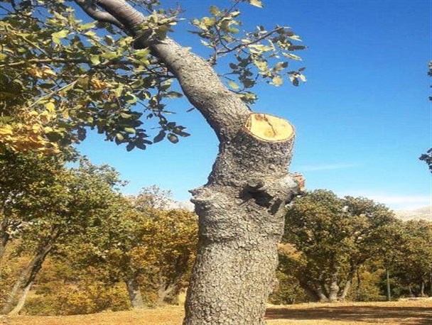 قطع بی رحمانه بلوطهای پارک جنگی یاسوج /جنگلبان کجایی؟!