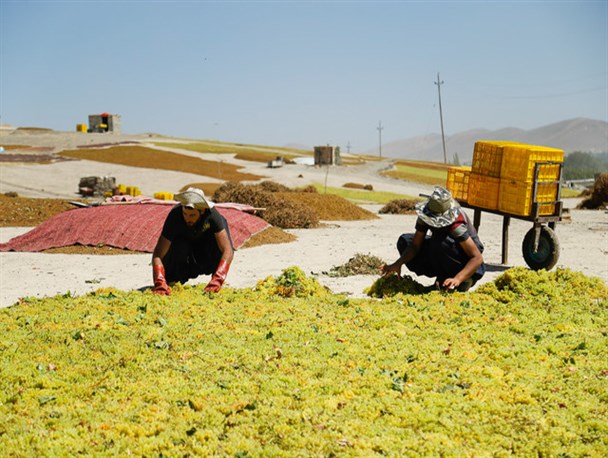 دسترنجی که مفت و مجانی به دست دلالان می افتد/ نبود قیمت تضمینی از طرف دولت برای خرید تیزاب کشاورزان