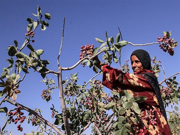 پسته سیستان وبلوچستان مسافری ناشناخته در بازارها/ رئیس سازمان جهاد کشاورزی: برای بسته بندی محصول آماده ارائه تسهیلات به مردم هستیم