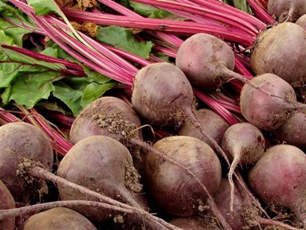 برداشت چغندر 7 کیلویی در شهرستان خاش + عکس
