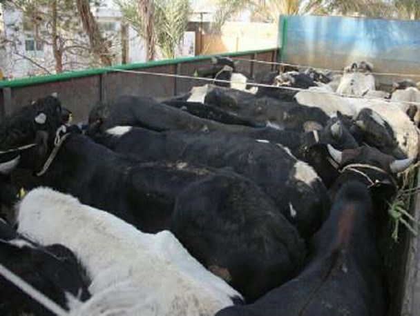 کشف 27 راس گاو قاچاق در سراوان