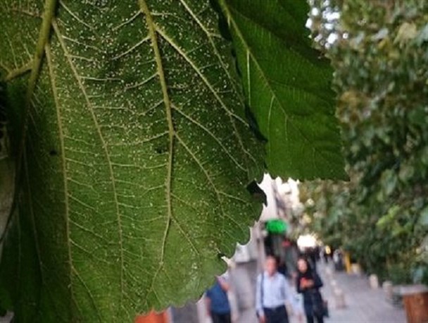 کاشت درخت توت برای شهر تهران زیان بار است