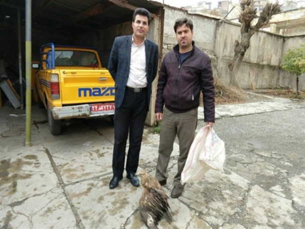 سارگپه زخمی به محیط زیست سردشت تحویل شد