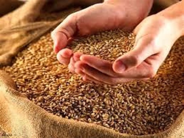 توزیع ۲۷۰ هزار کیلوگرم بذر گواهی‌شده‌ غلات در شهرستان سبزوار