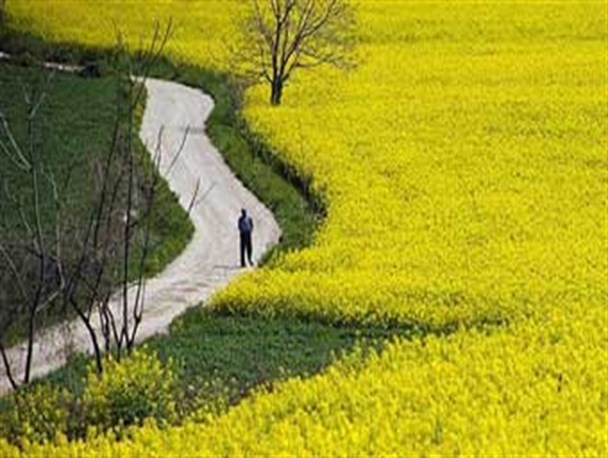 غروب کلزا در فضای بی تدبیری مسئولان سازمان جهاد کشاورزی گلستان / کاهش 85 درصدی کشت کلزا!