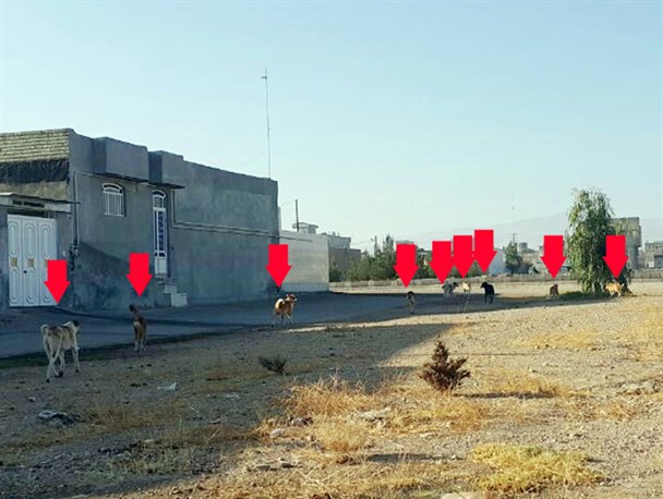 جولان سگ های ولگرد در خرامه؛ پرونده هنوز باز است!