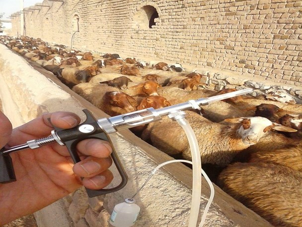 اتمام واکسیناسیون تب برفکی در شهرستان بهار