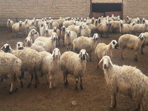 دام سبک خراسان شمالی در چنته قاچاقچیان/ زحمت تولید با ما، بهره برداری با از ما بهتران