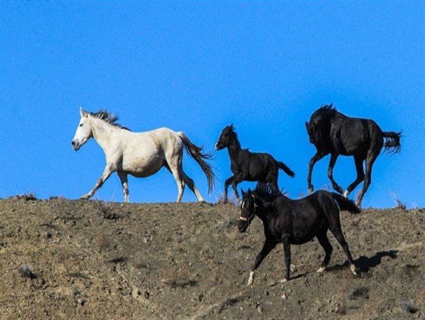 اسب های زیبا و اصیل ترکمن در روستای یکه سعود وگز