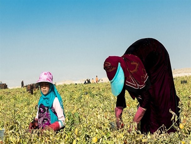 برداشت گوجه فرنگی در مزارع شهرستان دشتی
