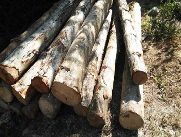 کشف بیش از ۵ تن چوب جنگلی قاچاق در شفت