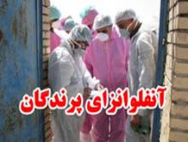 خطر آنفلوآنزای فوق حاد پرندگان در کمین است/ لزوم رعایت نکات بهداشتی در مناطق زلزله زده