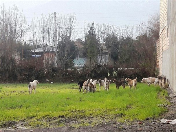 جمع آوری سگهای ولگرد در کردکوی چه زمانی انجام می شود؟