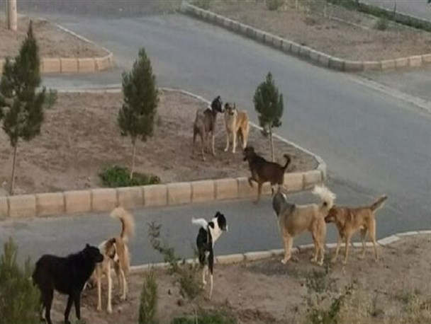 پرسه زنی سگ‌های ولگرد در خیابانهای ازنا/ وحشتی که دل شهروندان را چنگ می زند