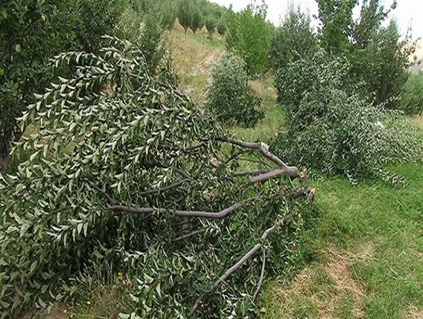 قطع درختان مثمر در بروجرد/ با سودجویان برخورد می شود