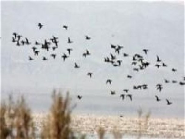 سربیشه میزبان 12 گونه از پرندگان مهاجرآبزی و کنار آبزی
