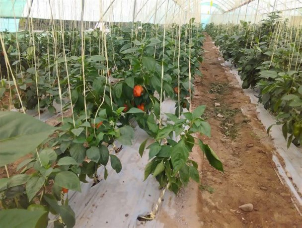 تصاویری زیبا ازمحصولات گلخانه ای روستای قدیرپور منوجان