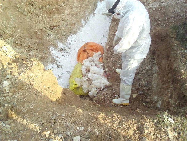 آنفولانزای فوق حاد پرندگان به 2 روستای شهرستان بن رسید