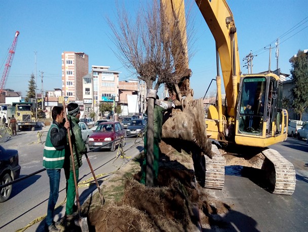 جابجایی ۱۱۰ اصله درخت در مسیر پروژه‌های شهری مبارکه