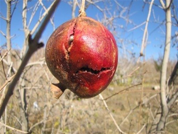 خطر افزایش خسارت ۲۵ درصدی به محصولات کشاورزی سال آینده