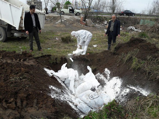 ۸۰ قطعه مرغ خانگی مبتلا به آنفلوآنزای مرغی در روستای مرزدشت خمام معدوم شد + تصاویر