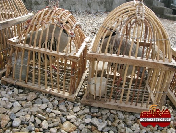 گزارش تصویری/رهاسازی ۸ قطعه کبک از دست شکارچیان متخلف در بویراحمد
