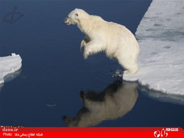 گزارش تصویری/ عجیب و دیدنی از دنیای حیوانات