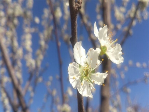 چهره بهاری گلمکان+تصاویر
