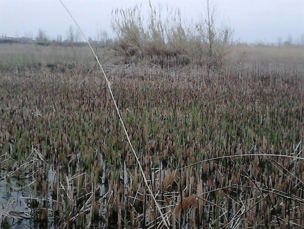 نفس‌های آخر آب‌بندان روستای شیرمحله فریدونکنار به گوش می‌رسد/ لزوم لایروبی آب‌بندان‌های روستاهای فریدونکنار+تصاویر