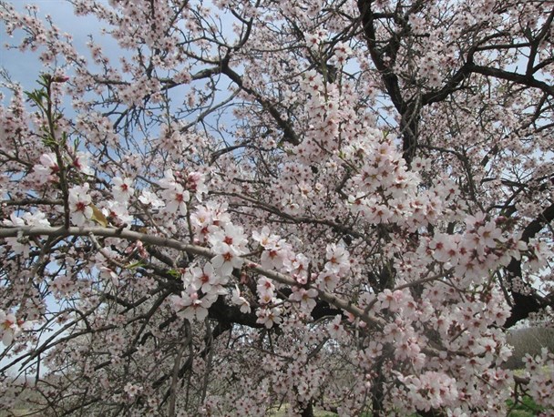 گزارش تصویری شکوفه باران شهر سامان