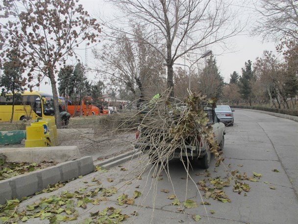عملیات هرس و بازپیرایی درختان و گیاهان سطح شهر دماوند برای استقبال از فصل بهار