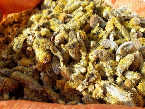 ارومیه شهر بیدمشک به روایت تصویر