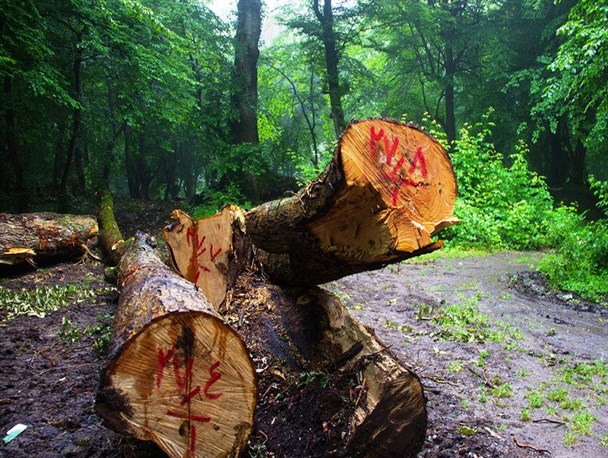 طرح‌های جنگل‌داری؛ بودن یا نبودن!