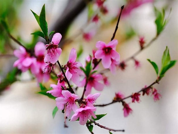 نرم، نرمک می‌رسد از ره بهار خوشبحال به حال روزگار