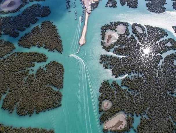 جنگل‌های حرا سنددار شدند