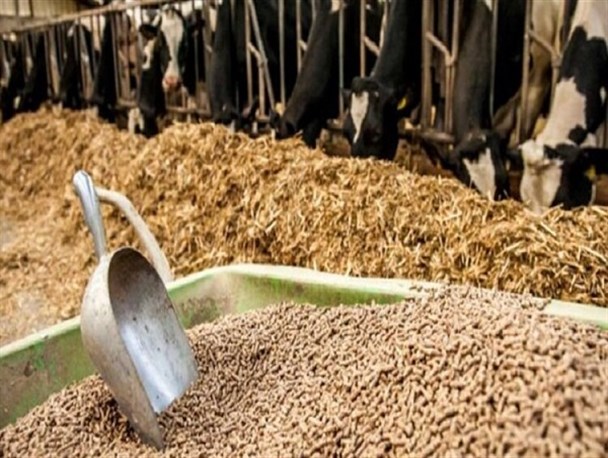 بی‌تدبیری در توزیع نهاده‌های دامی صنعت دامپروری را در آستانه نابودی کشاند