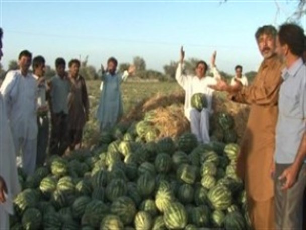 نبود وسیله حمل و جابجایی باعث از بین رفتن صدها تن هندوانه کشاورزان زرآبادی شد/سود اصلی در جیب دلالان