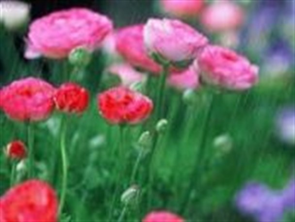 اعمال عبادی جهت تهیه آب نیسان