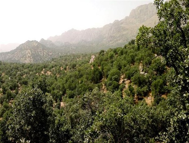 درختان بلوط جنوب آذربایجان غربی چند گام تا نابودی