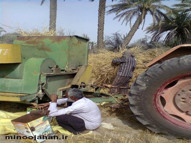 تصاویر/برداشت جو به صورت سنتی در منوجان
