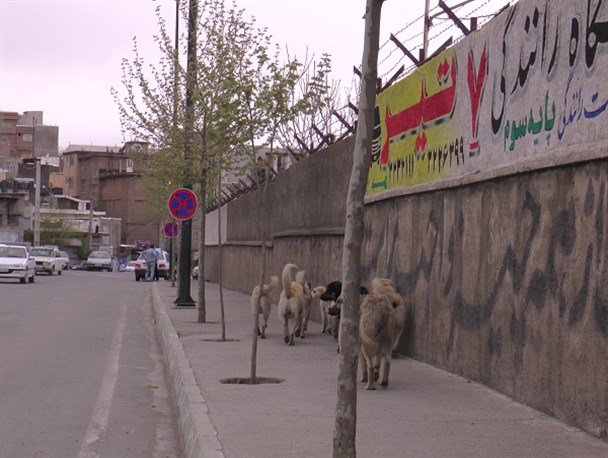 جولان سگ های ولگرد سلامت عمومی را تهدید می کند
